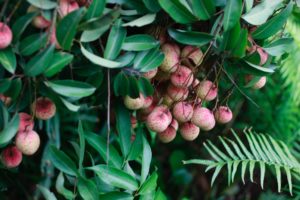 Grown lychee seeds -- lychee trees