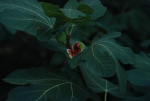 Green grown fig plant with red round fruit