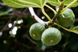 Figs Tree