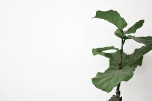 Fig plant outside