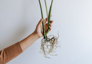 plant's root