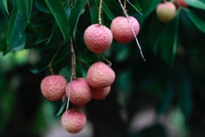 Lychee tree with fruits