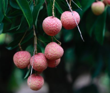 Lychee tree with fruits