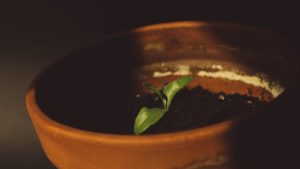 sprouting plant from soil